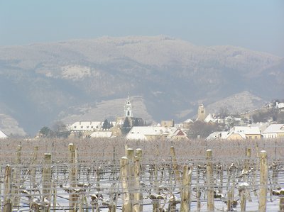 Grüner Veltliner Klostersatz